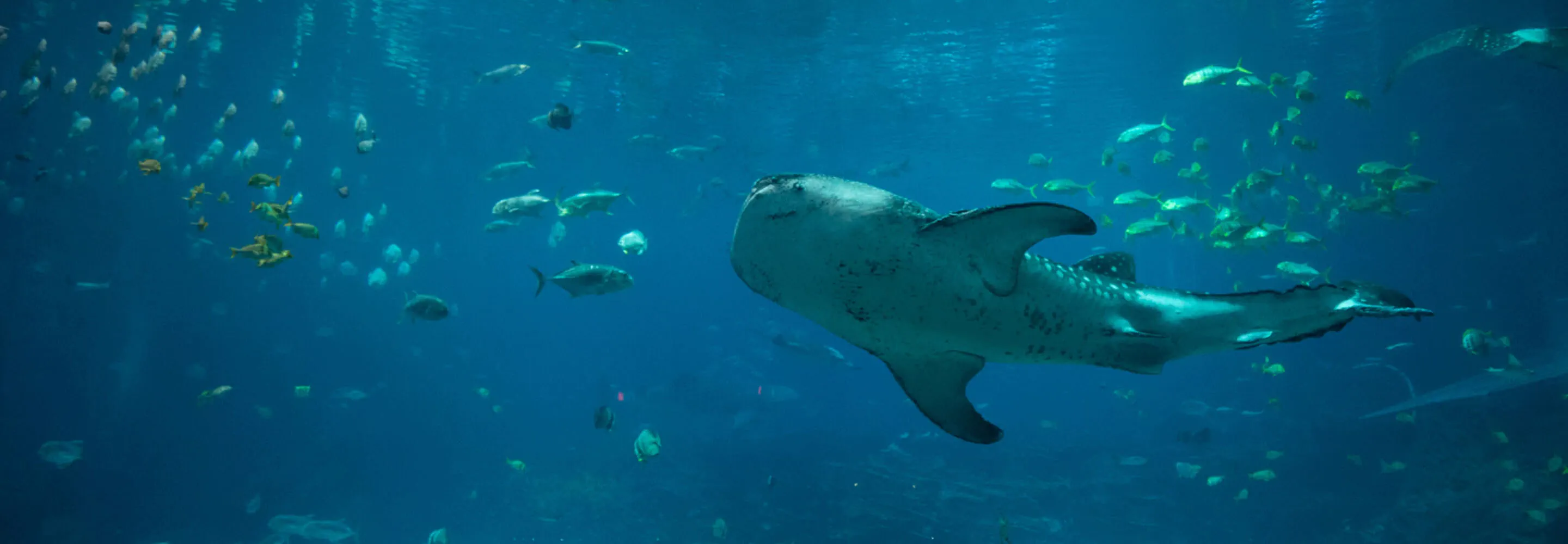 Georgia Aquarium Ocean Voyager 전시